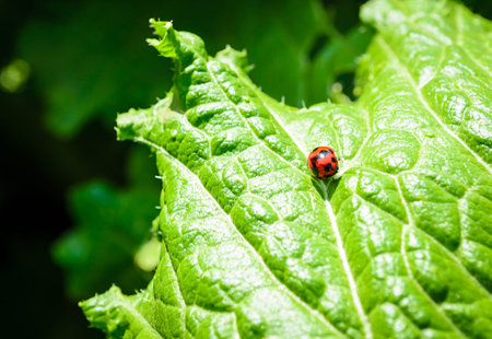 vegetable organic of lettuce and ladybug in the garden