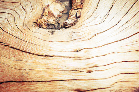 texture of bark tree for background with vintage colorの写真素材