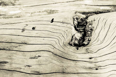 texture of bark tree for background with vintage colorの写真素材