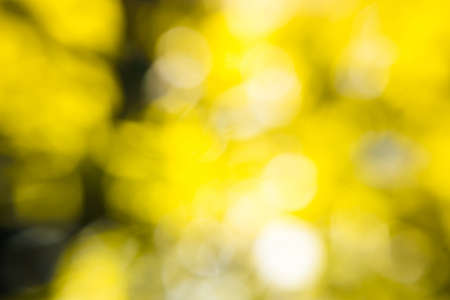 bokeh leaf of nature background with vintage color toneの写真素材