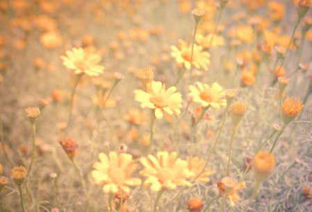 Buttercup Meadow in flower Garden with vintage color toneの写真素材