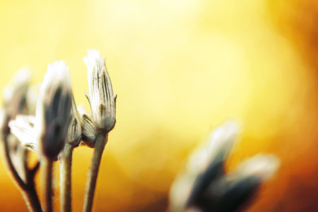 grass flower in green nature light for backgroundの写真素材