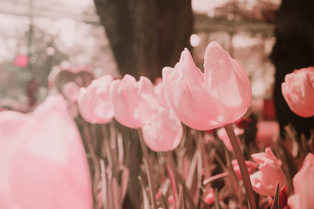 Tulips field blooming in the garden with vintage color tone