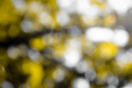 bokeh leaf of nature background with green light color tone