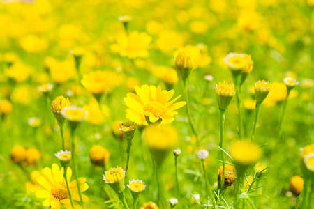 Buttercup Meadow in flower Garden with vintage color toneの写真素材