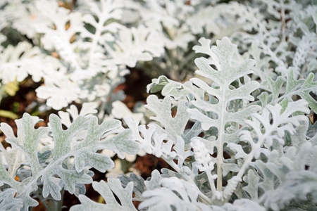 Gray leaf of Dusty Miller in the gardenの写真素材