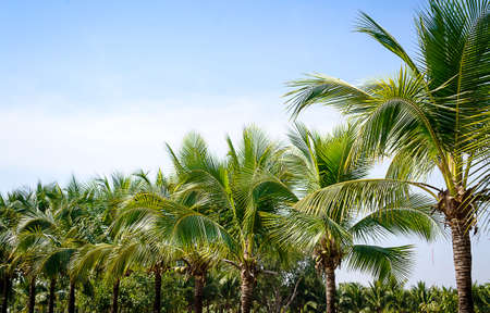 coconut Garden in island with blue skyの写真素材