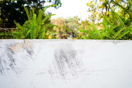 abstract of white wall concrete with plant in natureの写真素材