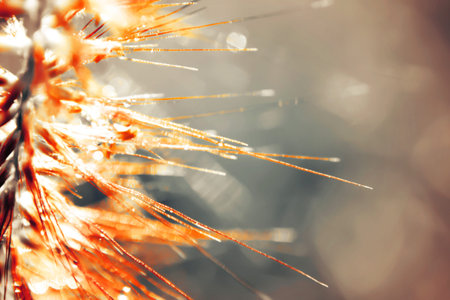 Bokeh Blur and soft focus of grass flower with water drops in morning light
