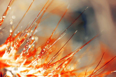 Bokeh Blur and soft focus of grass flower with water drops in morning light
