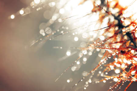 Bokeh Blur and soft focus of grass flower with water drops in morning lightの写真素材