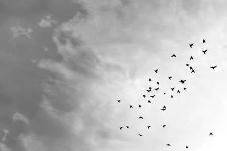 Birds flying in the blue sky .の写真素材