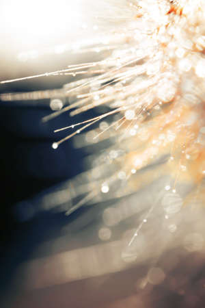 Bokeh Blur and soft focus of grass flower with water drops in morning lightの写真素材