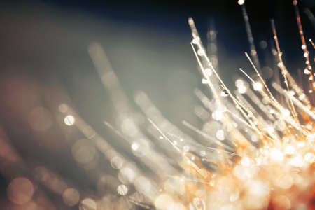 Bokeh Blur and soft focus of grass flower with water drops in morning lightの写真素材