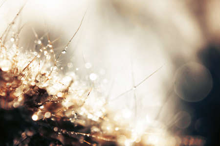 Bokeh Blur and soft focus of prairie grass flower with water drops in morning lightの写真素材