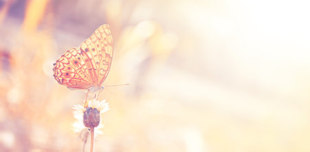 butterfly on flowers in the garden with vintage color tone
