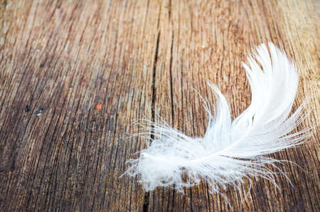 white feather on wood with nature backgroundの写真素材