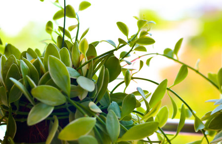 Nature of decor plants hanging in the garden