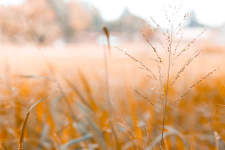 blur background of orange grass in the garden with vintage colorの写真素材
