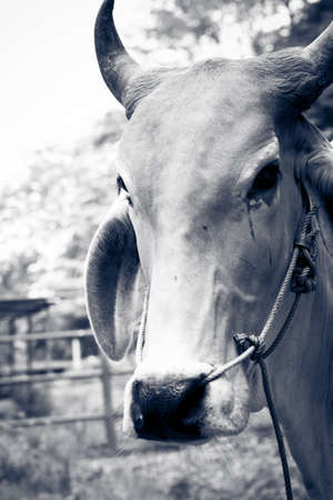 Horns of cow for agriculture in the farmの写真素材