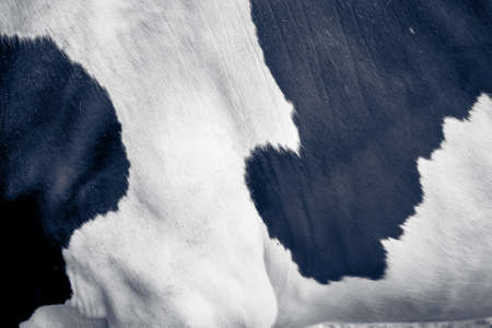 Skin and fur of cow for texture backgroundの写真素材