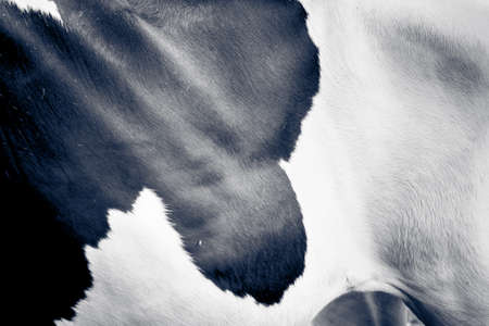 Skin and fur of cow for texture backgroundの写真素材
