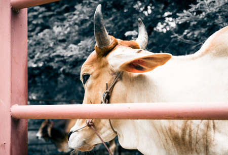 Horns of cow for agriculture in the farmの写真素材