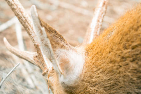 Horn and neck of deer in natureの写真素材