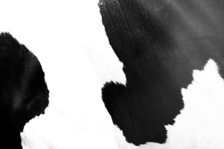 Skin and fur of cow for texture backgroundの写真素材