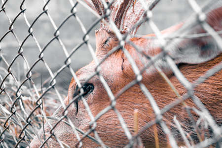 deer is walking in a cage at the zoo.の写真素材