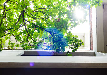 Trees in the building with sunlight in natureの写真素材
