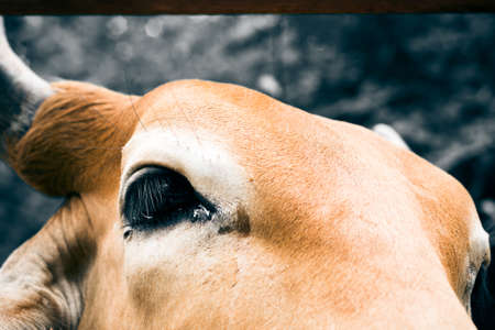 Face of cow for agriculture in the farmの写真素材
