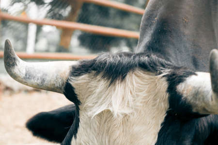 Horns of cow for agriculture in the farmの写真素材