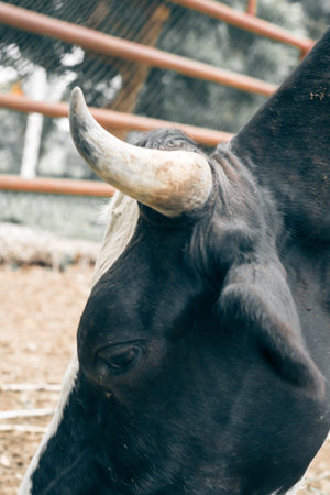 Horns of cow for agriculture in the farm