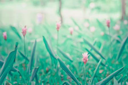 Flowers pink and Siam tulips are blooming in the gardenの写真素材