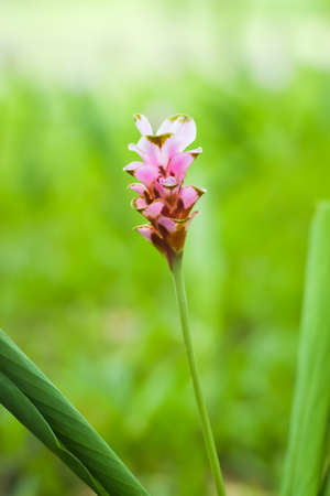 Flowers pink and Siam tulips are blooming in the gardenの写真素材