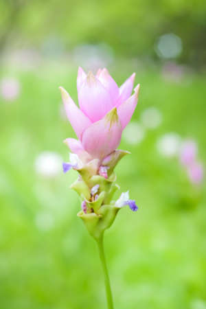 Flowers pink and Siam tulips are blooming in the gardenの写真素材