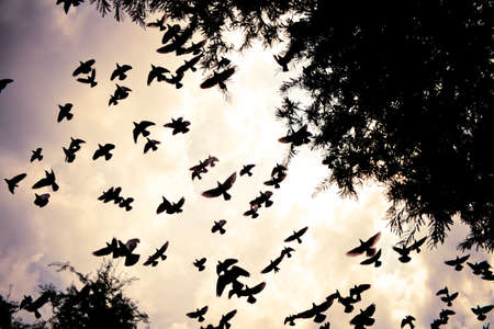 bird flying in the sky with vintage color toneの写真素材