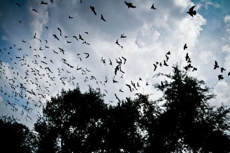 bird flying in the sky with vintage color toneの写真素材