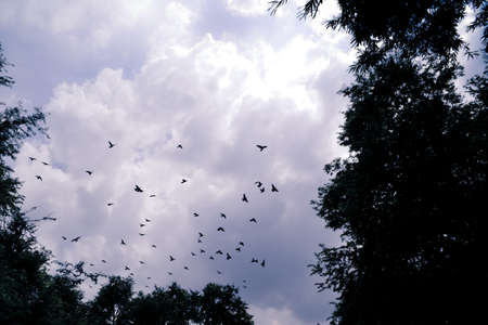bird flying in the sky with vintage color toneの写真素材