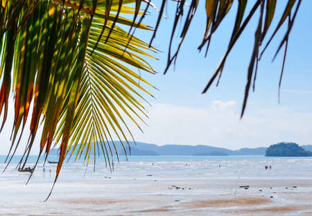 coconut leaf on the beach with seaの写真素材
