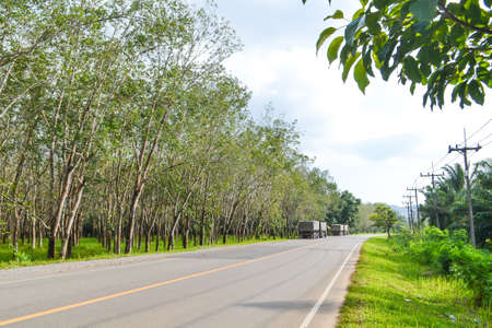 Rubber plantation on the island and roadの写真素材