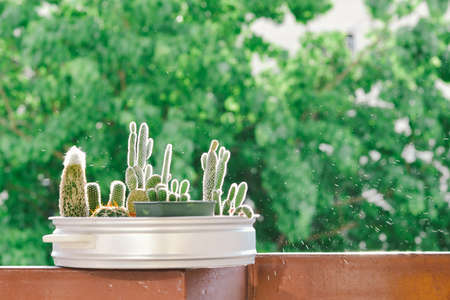 Little cactus in pot with nature backgroundの写真素材