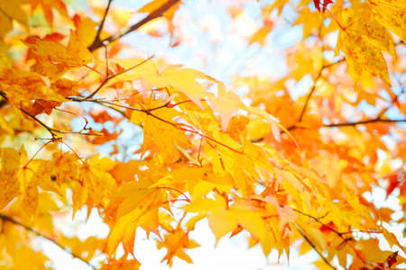 Autumn season colorful of tree and leaves  in Japanの写真素材