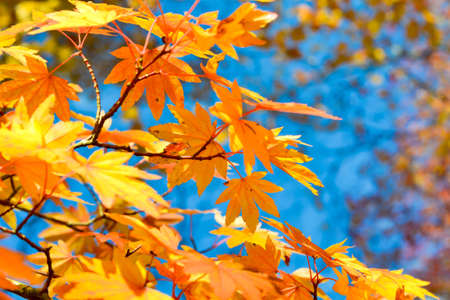 Autumn season colorful of tree and leaves  in Japanの写真素材