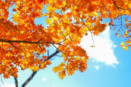 Autumn season colorful of tree and leaves  in Japanの写真素材