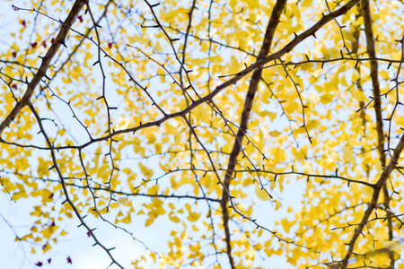 Autumn season colorful of tree and leaves  in Japanの写真素材