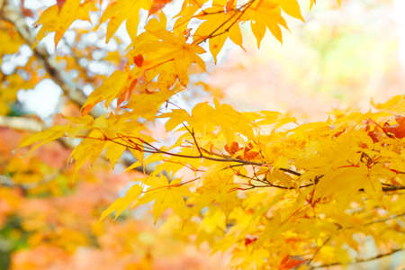 Autumn season colorful of tree and leaves  in Japanの写真素材