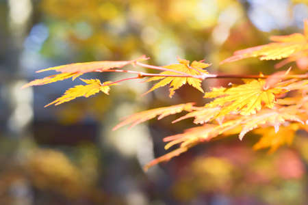 Autumn season colorful of tree and leaves  in Japanの写真素材