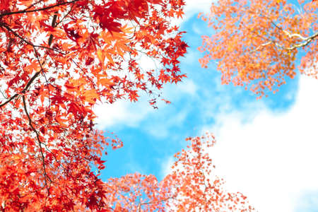 Autumn season colorful of tree and leaves  in Japanの写真素材
